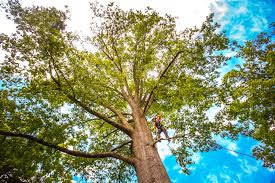 Best Tree Cabling and Bracing  in Willmsburg, IA