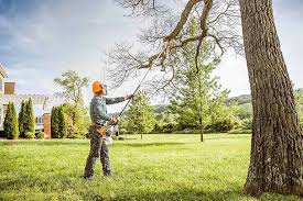 Reliable Williamsburg, IA Tree Services Solutions